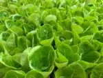 Vertical Hydroponics