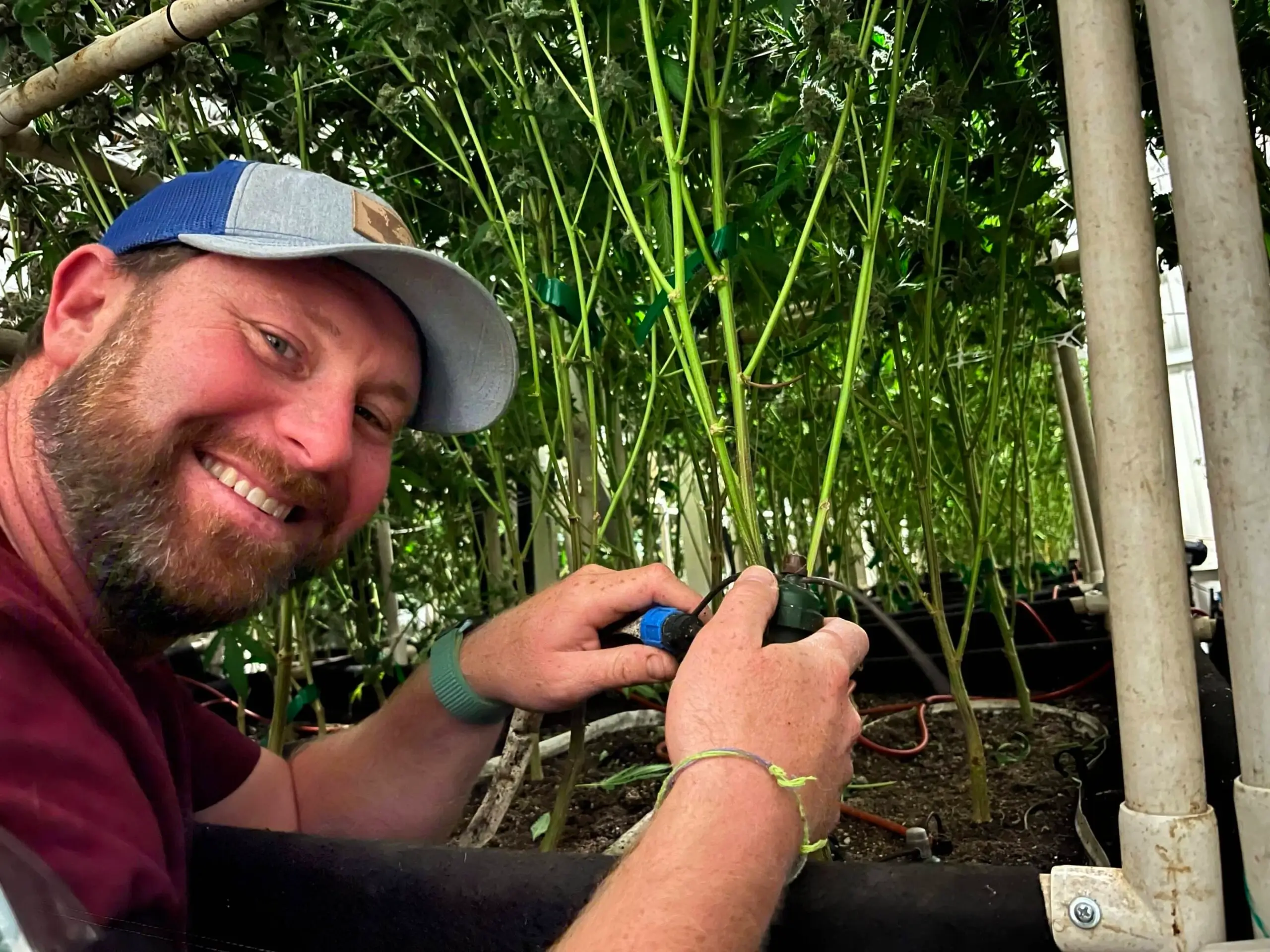 How to Increase Cannabis Yield With Irrigation and Lighting