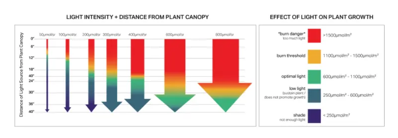 Light Intensity + Distance From Plant Canopy + Effect of Light on Plant Growth