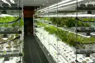 Vertical Hydroponics Garden
