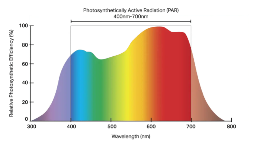 Color Effects on Plant Growth