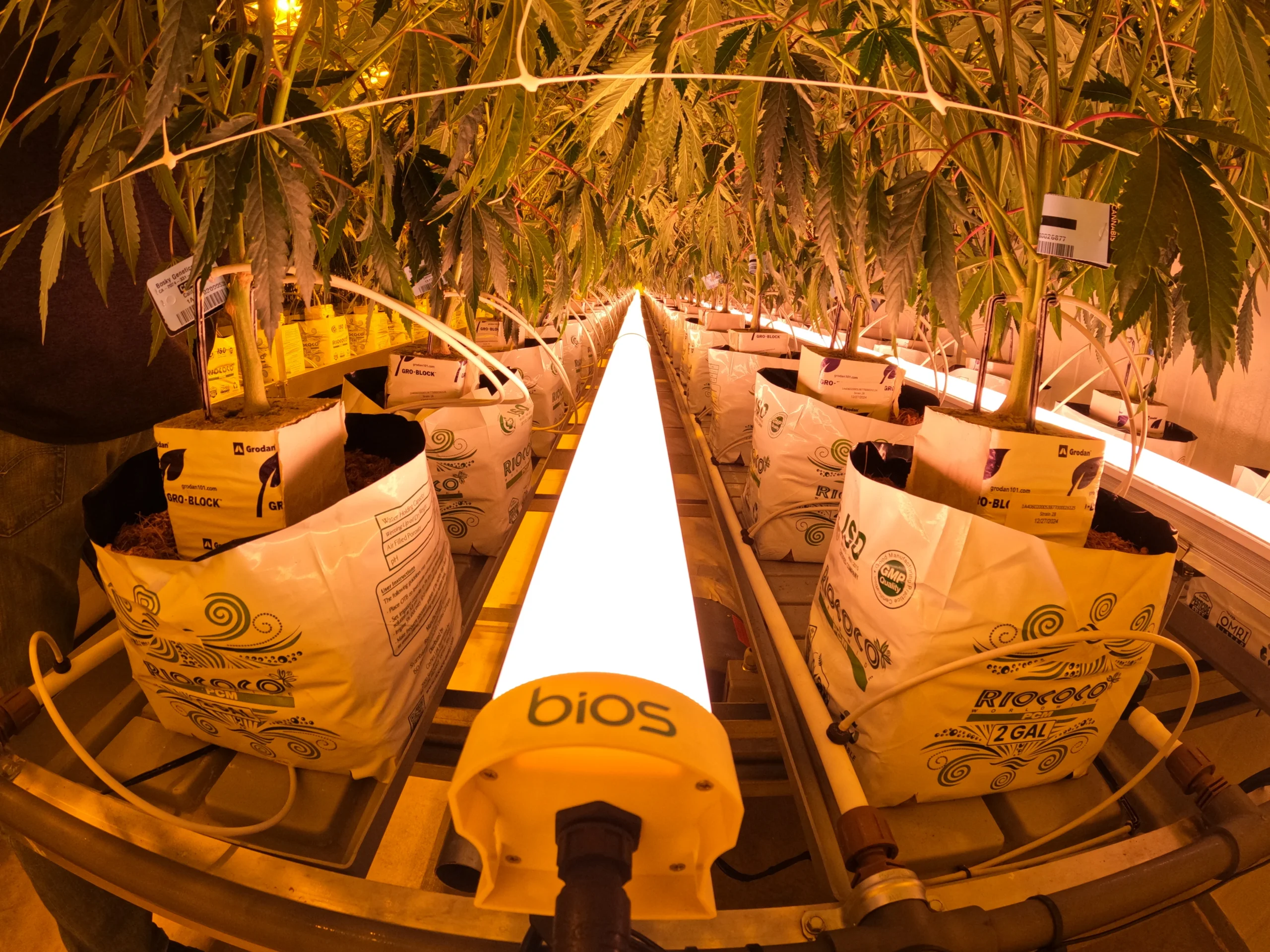 BIOS Lighting Under Canopy in Vegetation