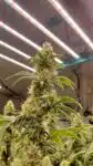 From PAR to ePAR: What Growers Need to Know About the Lighting Spectrum Shift