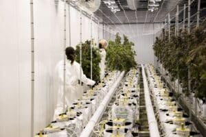 cannabis grow room