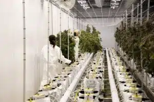 cannabis grow room