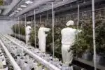 Third Harvest, Bigger Yields: How Bosky Genetics Scaled Production with BIOS Under Canopy Lighting