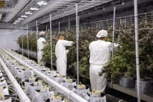 Third Harvest, Bigger Yields: How Bosky Genetics Scaled Production with BIOS Under Canopy Lighting