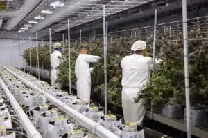 Third Harvest, Bigger Yields: How Bosky Genetics Scaled Production with BIOS Under Canopy Lighting