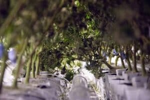 cannabis plant grow undercanopy lighting