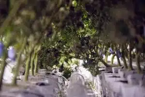 cannabis plant grow undercanopy lighting