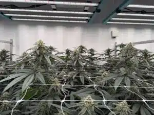 cannabis grow room showing endeavor light led fixture