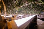 Cannabis Lollipopping & Under-Canopy Lighting: How Strategic Pruning and Light Placement Boost Yields