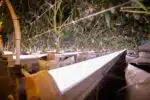 Cannabis Lollipopping & Under-Canopy Lighting: How Strategic Pruning and Light Placement Boost Yields