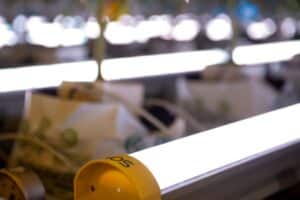 under-canopy lighting for cannabis