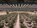 Dimming Your LED Grow Light: How to Increase Efficiency Without Losing Yield