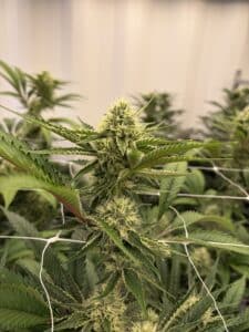  cannabis plant