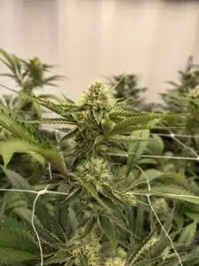 cannabis plant