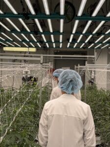 cannabis facility walkthrough
