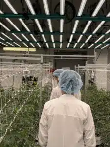 cannabis facility walkthrough